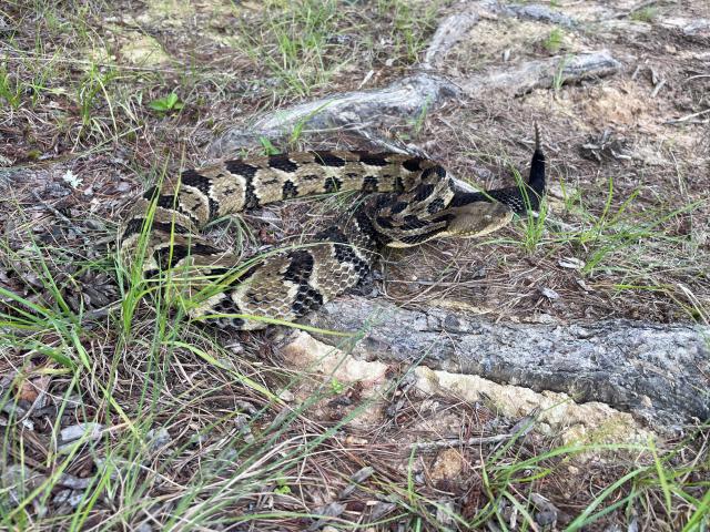 Timber+Rattlesnake (<I>Crotalus horridus</I>), Gorges State Park, North Carolina, United States
