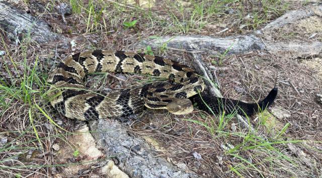 Timber+Rattlesnake (<I>Crotalus horridus</I>), Gorges State Park, North Carolina, United States
