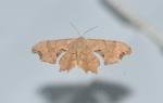 Calledapteryx dryopterata