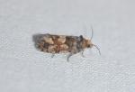 Eucopina tocullionana
