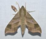 Darapsa myron