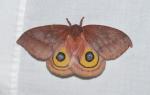 Automeris io