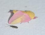 Dryocampa rubicunda