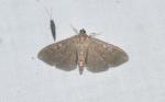 Herpetogramma sphingealis
