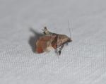 Tosale oviplagalis