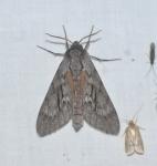 Lapara coniferarum