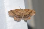 Cepphis decoloraria