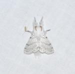 Artace cribrarius