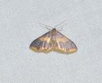Lophosis labeculata