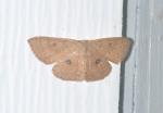Cyclophora packardi