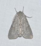 Acronicta americana