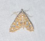 Elophila icciusalis