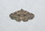 Metalectra discalis