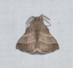 Malacosoma americana