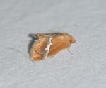 Lithacodes fasciola