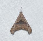 Palthis angulalis