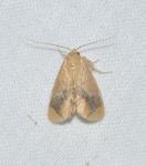 Lithacodes fasciola