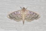 Herpetogramma thestealis