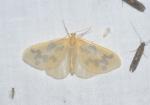 Eubaphe mendica