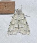Acronicta innotata