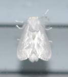 Norape cretata