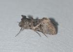 Ctenoplusia oxygramma