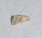 Eublemma minima