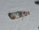 Oneida lunulalis