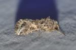 Spodoptera ornithogalli