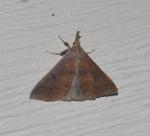 Renia discoloralis