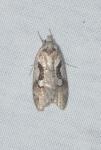 Semioscopis merriccella