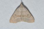 Chytolita morbidalis