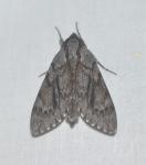 Lapara coniferarum
