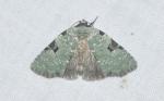 Leuconycta diphteroides
