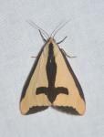 Haploa clymene