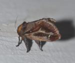 Acharia stimulea