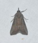 Hypena scabra