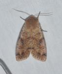 Orthosia rubescens