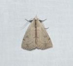 Scolecocampa liburna