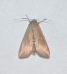 Mythimna unipuncta
