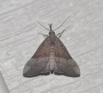 Hypena eductalis