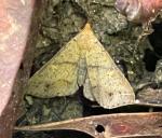 Renia discoloralis
