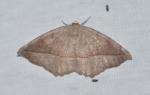 Eutrapela clemataria