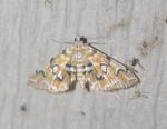 Elophila icciusalis