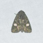 Phosphila miselioides