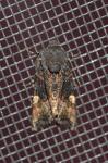Euplexia benesimilis