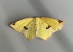 Antepione thisoaria