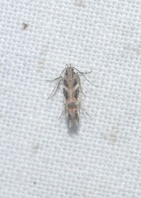 Aristotelia roseosuffusella