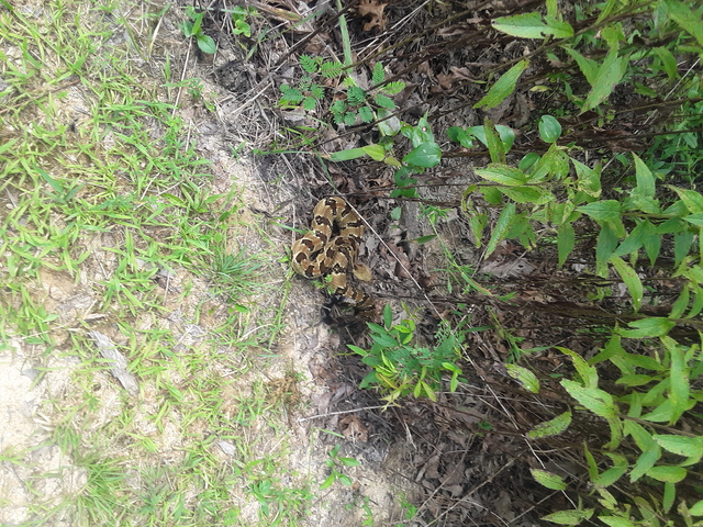 Timber+Rattlesnake (<I>Crotalus horridus</I>), Gorges State Park, North Carolina, United States