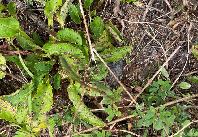Timber+Rattlesnake (<I>Crotalus horridus</I>), Gorges State Park, North Carolina, United States